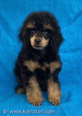 myydään kääpiövillakoira www.koiratori.com-ilmoitus Myydään 10-viikkoinen kääpiövillakoiran pentu (syntynyt 27.01.2026).pentu on eläinlääkärin tarkastama, sirutettu ja madotettu. Luonteeltaan pentu on utelias ja sosiaalinen, ja se tulee hyvin toimeen lasten kanssa sekä koirien kanssa. Kerrothan minkälaiseen kotiin pentu pääsisi.