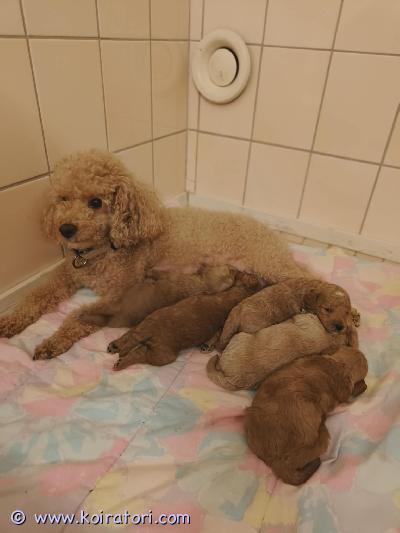 myydään kääpiövillakoira www.koiratori.com-ilmoitus Kääpiövillakoiran pentuja etsii rakastavaa kotia29.3.2026 suomessa syntyneet ihanat kääpiövillakoiran pennut etsivät hyviä ja vastuullisia koteja.pentueessa on:- 1 tyttö- 4 poikaapentujen värit ovat aprikoosi ja punaruskea.molemmat vanhemmat ovat kääpiövillakoiria ja asuvat kanssamme:- isä on suklaanruskea- emo on aprikoosipennut luovutetaan 8 viikon iässä:- rekisteröityinä eviraan- sirutettuina- madotettuina- eläinlääkärin tarkastaminahuomioithan, että vanhemmat eivät ole rekisteröityjä kennelliittoon.toivomme, että pennulle löytyy rakastava ja sitoutunut koti, jossa siitä pidetään huolta koko sen elämän ajan. hinta: 1900 €varausmaksu: 200 €(ei osamaksumahdollisuutta)