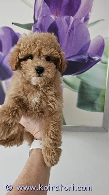 myydään maltipoo www.koiratori.com-ilmoitus Luovutusikuiset 2 urospentu enää vapaana. Pennut on cream värisiä, madotettu 4x, eläinlääkärin tarkastama, siru, eu passi. Annettu ensimmäinen nelosrokote. On terveitä , reippaita ihania karvapalloa . Maltipoo on risteys kääpiövillakoira ja maltan koira jälkeläisiä . Sopii hyvin kerrostalon, lapsien perheen , aktiivisia , ei lähte irtokarva, helpo hoita , trimmattava rotu, kysy lisä