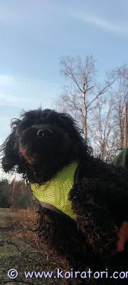 myydään labradoodle www.koiratori.com-ilmoitus Myyntiin upea pieni labradoodle/sekarotuinen naaras koira on kiltti ja terve erittäin ihmisrakas ja tykkää lasten ja ihmisten huomiosta yleensä koirasta löytyy terveystodistukset ja rokotustiedot lisätietoja saat kysymällä sähköpostilla thunderjani@gmail.com