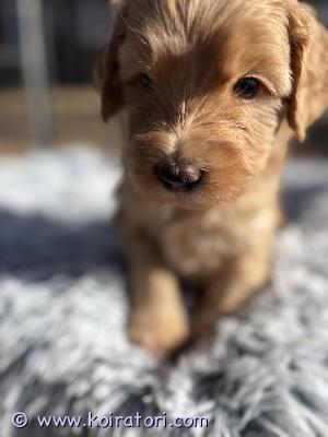 myydään labradoodle www.koiratori.com-ilmoitus Terveet ja sosiaaliset labradoodlen pennut varattavissa! aikuiskoko n. 10-15kgterveistä vanhemmista, luovutus alkaen viikolla 21
