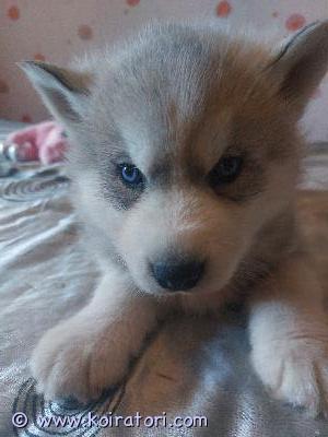 myydään siperianhuskypentue www.koiratori.com-ilmoitus Kaksi 19.3. Syntynyttä siperianhuskypoikaa etsivät loppuelämän kotejaan. Nämä ihmisrakkaat riiviöt ovat eläinlääkärin tarkastamia ja terveeksi todettuja, sirutettuja sekä useaan kertaan madotettuja. Molemmat vanhemmat ovat nähtävillä paikan päällä. 