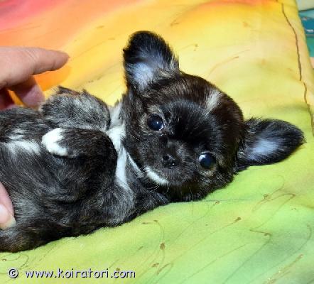 myydään chihuahua www.koiratori.com-ilmoitus Kaunis pitkäkarvainen uros chihuahuapentu, syntynyt 21. Maaliskuuta 2026. Ystävällinen ja leikkisä, täydellisillä hampailla varustettu juovikas koira valkoisin merkein. Pentu on rekisteröity viron kennelliittoon ja sillä on sukutaulu, eu-passi, mikrosiru ja kaikki tarvittavat rokotukset.