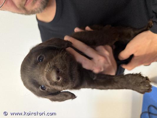 myydään labradoodle www.koiratori.com-ilmoitus Varattavissa 2 ruskeaa labradoodle poikaa ja 1 tyttö pentupennut ovat syntyneet 30.3.26 pennut ovat luovuttaessa useasti madotettu sirutettu ja eläinlääkärin tarkistamat 1 tyttö voidaan sijoittaa max n 100 km säteellä salosta yhteistyökykyiseen kotiinkerrothan viestillä millaiseen kotiin pentua kyselet !!pennut saavat mukaansa pentupaketit missä mm tuttua ruokaa yms pojan hinta 2000€ tyttö 2300€ 