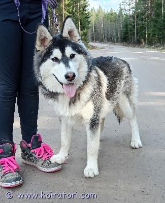 myydään lapinkoirahusky www.koiratori.com-ilmoitus Uutta kotia etsii 10.11.2025 suomessa syntynyt uros pentu. pennun isä on suomenlapinkoira ja emä on pienikokoinen siperianhusky. pentu on erittäin kiltti ja ihmisläheinen, sosiaalinen ja tottunut lapsiin ja toisiin koiriin. Kaikki ruokainen, ei allergioita. Kissoista ei ole kokemusta. hyvin hiljainen on että ei hauku juuri ollenkaan eikä myöskään ulvo. Kotia etsii kuitenkin mielellään rivi-/omakotitalosta.myös kuljetus mahdollinen. lisätietoja kysymällä! - pieksämäki 