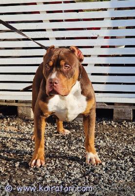 myydään americanbully www.koiratori.com-ilmoitus American bully xlupea nuori uros etsii omaa kotiaan• eläinlääkärin tarkastama• sirutettu• rokotettu• madotettu• rekisteröity abkckiltti, helppo ja rauhallinen iso jättitottunut lapsiin ja muihin koiriin, erittäin ihmisläheinen.etsimme vastuullista ja rakastavaa kotia.kerrothan viestissäsi millainen koti sinulla olisi tarjotalisätietoja ja kuvia saa kysymällä