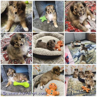 MYYDääN sheltie www.koiratori.com-ilmoitus The kennel is selling a sable sheltie puppy. Female, cherry.born march 16, 2026.always positive, playful, attentive, strong, with a good appetite and bright eyes. She will be a standard size puppy and small.she will be ready for a new family towards the end of may.by that time, she will have an ekl/fci pedigree, a european passport, a microchip, age-appropriate vaccinations, and a sales contract.her parents are show dogs and have been health tested.i have whatsapp and viber.kennel myy soopelin väristä sheltie pentua. Narttu, cherry.syntynyt 16. Maaliskuuta 2026.aina positiivinen, leikkisä, tarkkaavainen, vahva, hyvällä ruokahalulla ja kirkkailla silmillä. Hänestä tulee normaalikokoinen pentu ja pieni.hän on valmis uuteen perheeseen toukokuun lopulla.siihen mennessä hänellä on ekl/fci-sukupuu, eurooppalainen passi, mikrosiru, ikätasoiset rokotukset ja kauppasopimus.hänen vanhempansa ovat näyttelykoiria ja heidät on terveys tarkastettu.minulla on whatsapp ja viber.