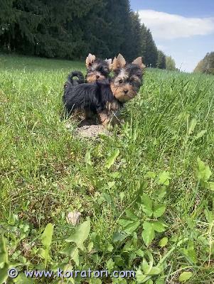 myydään yorkshirenterrier www.koiratori.com-ilmoitus 2 narttupentu vapaana. Pennut on moneasti madotettu, eläinlääkärin tarkastama, sirut, eu matkustuspassi, annettu ensimmäinen rokotus. Vanhemmat polvitarkastettu molemmilla erinomaiset . Pennut ovat reippaita , pikkuhiljaa totutettu ulkona oloa, syö märkä, kuiva ruoka, kysy lisä