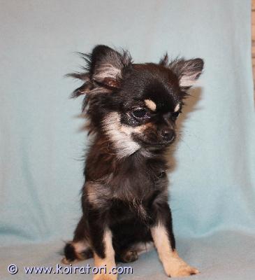 MYYDääN chihuahua www.koiratori.com-ilmoitus Myynnissä on kaksi uroschihuahuaa. Niillä on fci-lkf:n sukutaulu. Pennut ovat terveitä, iloisia ja ystävällisiä. Ne syövät raakaa lihaa ja kuivaruokaa, ovat pottakoulutettuja ja nauttivat ulkolenkeistä. Ne asuvat latviassa, mutta ne voidaan tuoda myös tallinnaan.