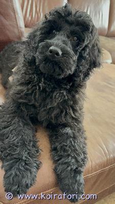 myydään labradoodle www.koiratori.com-ilmoitus Rokotettu, madotettu uros pentu vielä omaa kotia vailla! 8kk ikäinen. Terve ja reipas nuori. Tottunut elämään maalla ja ulkoilla vapaana, mutta osaa kulkea myös hihnassa. Autoilu ym sujuu myös.