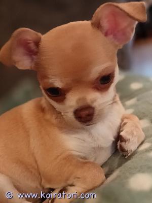 myydään chihuahua www.koiratori.com-ilmoitus Omaa kotia etsii 14-vkon ikäinen chihu narttu pentu. Pentu palautunut kasvattajalle siitä riippumattomasta syystä. Pentu on utelias, rohkea ja erittäin energinen. Viihtyy sylissä. Pentu soveltuu hyvin ainoaksi koiraksi ja myös lapsiperheeseen mikäli lapset jo kouluikäisiä koiran koon vuoksi. Vanhemmat perheen omia koiria ja nähtävillä. Ei mielellään kerrostaloon. Pentu on Raaseporissa. Kerron mielelläni pennusta lisää ja lähetän kuvia, mutta ei turhia varauksia. 