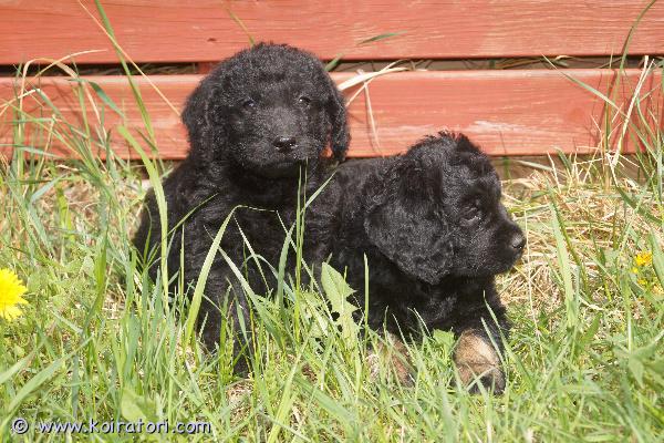 myydään Labradoodlepennut www.koiratori.com-ilmoitus Varattavissa 13.4.2026 Suomessa syntyneet labradoodlen urospennut. Pentuja syntyi neljä, vapaana on kaksi urosta. Pentujen emä on labradoodle, isä keskikokoinen villakoira, eli pennuissa on 3/4 villakoiraa ja 1/4 labradorinnoutajaa. Pennuista kasvaa arvion mukaan noin 15-18 kilon painoisia. Molemmat vanhemmat ovat todella hyväluonteisia, seurallisia ja helppoja koiria kaikin puolin. Molemmat tulevat mainiosti juttuun niin lasten kuin toisten koirienkin kanssa. Pennut sosiaalistetaan huolellisesti ja monipuolisesti ennen luovutusta. Luovutusikään mennessä eläinlääkäri myös tarkastaa ja mikrosiruttaa pennut, minkä lisäksi ne rekisteröidään ja madotetaan luonnollisesti useaan kertaan. Pennut luovutetaan uusiin koteihin 1.6.2026 jälkeen. Pennuille kasvaa trimmattava karva, joka ei irtoa itsestään. Yhdistelmää pidetään allergiaystävällisenä.Pennun hinta on 1 800 €, josta varausmaksu on 400 €. Varausmaksua ei palauteta ostajan peruessa kaupan.Kasvatustoimintamme on yritysmuotoista, joten turvanasi on kuluttajansuoja. Kotisivuillamme on lisätietoja ja kuvia pennuista sekä tietoa yrityksestämme ja ohjeita pennun varaamiseen.Tervetuloa tutustumaan pentuihin ja vanhempiin!