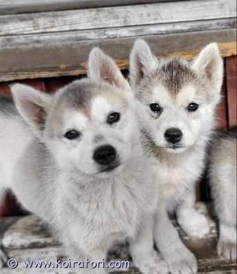 myydään husky www.koiratori.com-ilmoitus Vielä olisi jäljellä täysrotuisia huskynpentuja, jotka etsivät rakastavaa loppuelämänsä kotia. Pennut ovat syntyneet 4.4, ovat siruutettu ja tarkastettu. Jäljellä kaksi urosta ja kaksi narttua. Molemmat vanhemmat ovat terveitä ja hyvin ihmisrakkaita. Soveltuu myös lapsiperheeseen. Toivomme että perheessä liikutaan ja harrastetaan, koska laji tarvitsee liikuntaa ja virikkeitä. Emme anna pentuja kerrostaloon. Ota rohkeasti yhteyttä, kerro itsestäsi ja perheestäsi ja ympäristöstä, jossa koira eläisi niin jutellaan lisää. Laita tekstiviesti jos en vastaa niin soitan takaisin. 