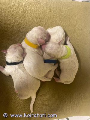 myydään cotondetulear www.koiratori.com-ilmoitus Kauniita coton de tulear -pentuja saatavillasyntymäaika: 20.4.2026meillä on ihastuttava pentue, jossa on 4 urospentua etsimässä rakastavia loppuelämän koteja.jos etsit uskollista ja ihanaa seurakoiraa ja haluat seurata sen kasvua aivan alusta asti, yksi näistä pennuista voi olla täydellinen lisä perheeseesi.pennut ovat valmiita muuttamaan uusiin koteihinsa 15.6.2026, jolloin ne ovat 8 viikon ikäisiä.coton de tulear, eli niin sanottu puuvillakoira, on rakastava, älykäs ja ihmisrakas rotu. Ne nauttivat perheensä seurasta, oppivat mielellään uusia asioita ja haluavat osallistua arjen tapahtumiin. Rotu on myös valpas ja ilmoittaa mielellään ympäristössään tapahtuvista asioista.molemmat vanhemmat ovat terveitä, terveystarkastettuja ja täyttävät jalostukselle asetetut vaatimukset. Pennut on tarkastanut eläinlääkäri, ja ne kehittyvät normaalisti ja hyvin.rotu vaatii säännöllistä turkinhoitoa.etsimme pennuille vastuullisia ja rakastavia koteja. Vain vakavat yhteydenotot huomioidaan.ota yhteyttä ja kerro:- koko nimesi- osoitteesi- puhelinnumerosi- tietoa itsestäsi ja perheestäsi- mahdollisesta koirakokemuksestasi- millaisen kodin, hoidon ja elämäntavan voit tarjota pennullehaluamme tutustua mahdollisiin omistajiin varmistaaksemme, että jokainen pentu löytää juuri sille sopivan kodin.