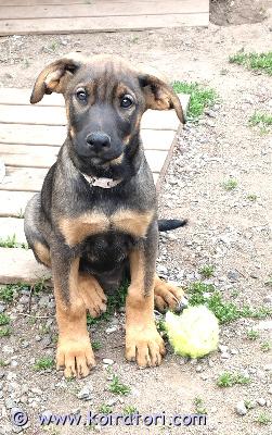 myydään sakemanni/dobberi www.koiratori.com-ilmoitus 1.4.26 reipas tyttönen satakunnasta vielä vailla omaa perhettä .pentu on madotettu 3 krt,ja eläinlääkäri on sen siruttanut.kasvanut arjessa mukana missä muita eläimiä myös.kyselyt 046-5532386