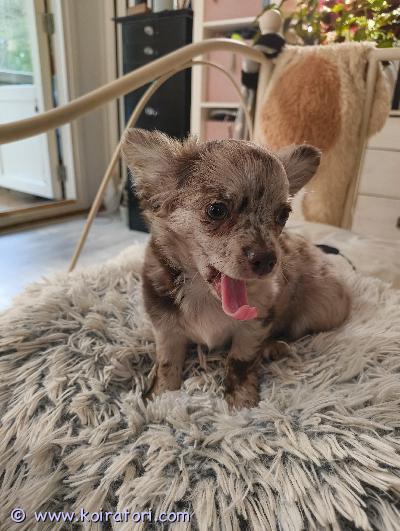 myydään chihuahua www.koiratori.com-ilmoitus 21.3 suomessa syntyneet pitkäkarvaiset tyttö pennut etsivät vastuullisia koteja.molemmat ovat väriltään hieman harvinaisempia, ruskea merle.tytöt ovat tällä hetkellä 11 viikkoa, eli luovutettavissa heti.pennut on madotettu suositusten mukaisesti useaan kertaan.ovat käyneet eläinlääkärin tarkastuksessa ja todettu terveiksi samalla, kun ovat suoritettu.pennut on rekisteröity viranomaisten rekisteriin lain vaatimalla tavalla ja ostaja saa luovutuksen yhteydessä koodin, jolla vaihtaa rekisteriin haltijatiedon.ostaja huolehtii itse pennun asianmukaisesta rokottamisesta.pennut ovat jo opetelleet käyttämään alustaa ja harjoitelleet ulkoilua valjaissa. Perheessämme on myös kissoja joiden kanssa ovat tottuneet elämään.pennut ovat kasvaneet arjen keskellä, jossa ihminen on aina ollut läsnä, eli hyvin vähän ovat joutuneet olemaan yksinään. ovat kekseliäitä ja iloisia pentuja ja ihmisläheisiä. Uudet tilanteet jännittävät ja hakevat turvaa ja tukea ihmisestä??kun otat yhteyttä niin kerrothan samalla myös hieman itsestäsi ja millaiseen kotiin pentu pääsisivaara07@gmail.com / 0505520706asumme kouvolassa ja myös pentujen vanhemmat asuvat luonamme, joten he ovat myös nähtävissähinta 1500€ 