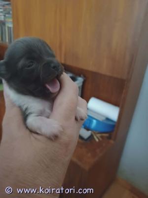 myydään chihuahua www.koiratori.com-ilmoitus Chihuvauvat. S. 22.5, siniset pojat ja merle tyttö. Luovutus alkaen 10.7 ell tarkastamina ja sirutettuina.