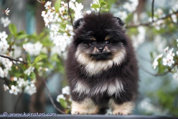 myydään pomeranian www.koiratori.com-ilmoitus Tarjolla kaunis pomeranianpoika musta-ruskeassa värissä.pentu on iloinen, aktiivinen ja sosiaalinen pieni poika, joka etsii rakastavaa ja vastuullista kotia.pennulle on tehty kaikki ikään kuuluvat rokotukset, se on mikrosirutettu, madotettu ja sillä on eu-lemmikkipassi sekä fci-sukutaulu.sekä vanhemmat että pentu ovat terveystarkastettuja. Vanhemmat on tutkittu terveyden osalta.pentu on hyvin hoidettu, terve ja valmis muuttamaan omaan rakastavaan perheeseensä.lisätietoja ja kuvia saat pyydettäessä.