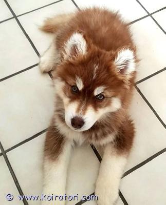 myydään siperianhusky www.koiratori.com-ilmoitus Komea pentusiperianhuskyn pentu. Urospentu. Hän on 5 kuukauden ikäinen. Rokotettu, madotettu ja myös mikrosirutettu. Erittäin ystävällinen ja leikkisä pentu. Hänellä on erittäin hellä luonne ja hän rakastaa myös halailua. Hän rakastaa seurustella muiden eläinten ja myös lasten kanssa. Hän tarvitsee kiireesti uuden kodin. Ota minuun yhteyttä välittömästi, jos olet kiinnostunut tästä suloisesta pojasta.