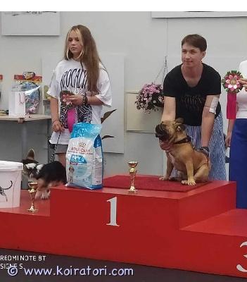 myydään ranskanbulldoggi www.koiratori.com-ilmoitus Myydään ranskanbulldoggi uros mario.mario ostettiin alun perin jalostus- ja näyttelykoiraksi. Hän on erinomainen uros, komea, vahvarakenteinen ja hyväluonteinen koira. Mario on ihmisrakas, seurallinen ja tottunut perhe-elämään sekä lapsiin.valitettavasti elämäntilanteeni on muuttunut paljon. Kahdella lapsellani on todettu vammaisuus, ja tällä hetkellä suuri osa ajastani menee sairaalakäynteihin, terapioihin ja lasten arjen tukemiseen. En pysty enää antamaan mariolle niin paljon aikaa ja huomiota kuin hän ansaitsee.etsimme mariolle vastuullista ja rakastavaa kotia, jossa hän saa paljon huomiota, liikuntaa ja ihmisen seuraa. Toivomme, että uusi koti ymmärtää rodun tarpeet ja osaa huolehtia koirasta hyvin.mario on rekisteröity ja hänellä on sukutaulu. Hän on ollut näyttelyissä ja saanut hyviä tuloksia.kerrothan viestissä hieman itsestäsi ja millaiseen kotiin mario tulisi.lisätietoja saa viestillä.