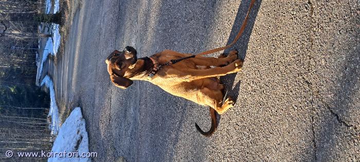 myydään monirotuinen www.koiratori.com-ilmoitus Etsitään uutta kotia 7kk ikäiselle mix urokselle muuttuneen elämäntilanteen takia. Pojassa on rotuina dobermannia, staffia ja pittiä. Poika on elänyt lapsiperheessä, kissojen ja toisen koiran seurana.
