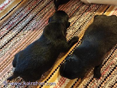 myydään labradori www.koiratori.com-ilmoitus Varattavissa musta uros pentu. Pentu siruretaan ja käytetään eläinlääkärin tarkistuksessa ennen luovutusta. Myös madotus.