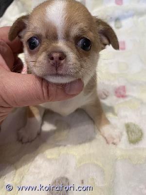 MYYDääN chihuahua www.koiratori.com-ilmoitus Smooth-coated female, born march 24th. Red and white. Standard size. Not very large. She will go to her new home with all vaccinations, including a rabies shot. She has a europass, a microchip, all vaccinations, and a sales contract. Delivery to a helsinki lansisatama is available for an additional fee.