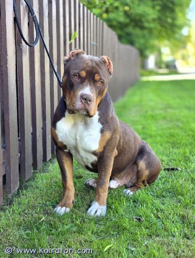 myydään americanbully www.koiratori.com-ilmoitus Americanbully xl uros etsii rakastavaa loppuelämän kotia(itsestään riippumattomasta syystä)upea ja hyväluonteinen nuori uros.eläinlääkärin tarkastama, sirutettu, rokotettu, madotettu ja rekisteröityluonteeltaan kiltti, rauhallinen ja erittäin ihmisläheinen “lempeä jätti”. tottunut lapsiin ja tulee toimeen muiden koirien kanssa.kerrothan viestissäsi millainen koti sinulla olisi tarjota sekä aiemmasta koirakokemuksestasi.lisätietoja ja kuvia kysymällä