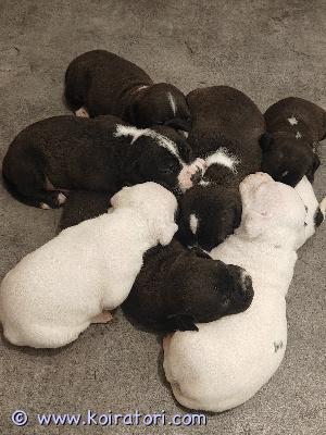 myydään bullymix www.koiratori.com-ilmoitus Myynnissä amerikan bully/pitbull sekoitus -koiranpentuja!etsitkö uutta perheenjäsentä? nyt varattavissa 7 upeaa pitbullmix-pentua, joista 2 narttua ja 5 urosta. Pennut syntyivät suomessa 22.5.2026 ja kasvavat turvallisessa sekä rakastavassa ympäristössä. Tottuen kodin ääniin ja lapsiin!pennuista kasvaa n.30kg. Keskikokoisia koiria.eläinlääkärin tarkastus ja sirutus hoidetaan ennen luovutusta!pennut madotetaan säännöllisesti 2, 4 ja 6 viikon iässä. Ne luovutetaan uusille kodeille 7-8 viikon ikäisinä(10.7), eli  täysin terveystarkastettuina ja madotettuina. Ensimmäisestä rokotuksesta (12 viikon iässä) vastaa uusi omistaja.**hinta**: 1250 €, josta peritään 250 € varausmaksu. Varausmaksu vähennetään kokonaishinnasta, mutta mikäli kauppa perutaan ostajan toimesta, varausmaksua ei palauteta.jos etsit ihanaa sohvaperunaa ja haluat tarjota rakastavan ja pysyvän kodin yhdelle näistä ihanista pennuista, otathan yhteyttä pian!