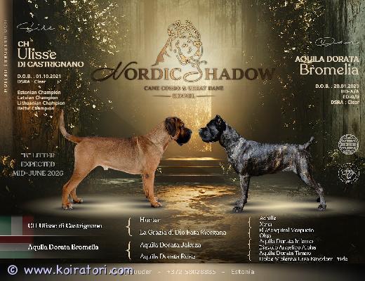 myydään canecorso www.koiratori.com-ilmoitus Cane corso italiano -pentujaTaianomaisena päivämääränä 16.6.2026 syntyi 9 upeaa pentua – 5 urosta ja 4 narttua.Kennel nordicshadowssa kasvaa cane corso italiano -pentue, joka on saanut alkunsa huolella valituista vanhemmista. Pennut kasvavat perheen keskellä ja tottuvat varhain kodin ääniin, ihmisiin sekä päivittäiseen käsittelyyn. Tavoitteemme on kasvattaa terveitä, tasapainoisia ja hyväluonteisia koiria niin perhe- kuin harrastuskoiriksi.Vanhemmat• isä: Ulisse Castrignano est-01027/25• emä: Aquila Dorata Bromelia est-01028/25pennut ovat luovutusikäisiä aikaisintaan 12.8.2026, jolloin ne täyttävät 8 viikkoa. Pennut luovutetaan ainoastaan vastuuntuntoisiin, rakastaviin ja pysyviin koteihin.Ennen luovutusta pennut:• eläinlääkäri tarkastaa pennut ja mukaan annetaan kirjallinen terveystodistus• madotetaan useaan kertaan eläinlääkärin ohjeiden mukaisesti• tunnistusmerkitään mikrosirulla• saavat eu-lemmikkieläinpassin• rekisteröidään fci/ekl:n hyväksymään rekisteriin• luovutetaan virallisen sukutaulun kanssaPentupakettiin kuuluu:• laadukasta penturuokaa ensimmäisille päiville• lelu• oma peitto tai makuualusta tutulla tuoksulla• pennun hoito- ja kasvatusohjeet• kasvattajan elinikäinen neuvonta ja tukiJos harkitset pennun hankintaa vakavasti ja olet valmis tarjoamaan sille turvallisen, rakastavan ja vastuullisen kodin, ota rohkeasti yhteyttä. Kerromme mielellämme lisää pentueesta, vanhemmista ja rodusta sekä autamme arvioimaan, sopiiko cane corso juuri sinun perheeseesi.Vakavasti kiinnostuneet ovat tervetulleita tutustumaan pentuihin ja niiden vanhempiin kennelille sopimuksen mukaan.Osamaksu ei ole mahdollinen.Palvelemme suomeksi, viroksi ja englanniksi.YhteystiedotKäthy SuuderNordicshadow kennelgathy66@hotmail.comvain vakavat yhteydenotot, kiitos.