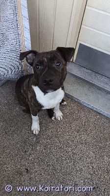 myydään staffordshirenbullterrieri www.koiratori.com-ilmoitus Joudutaan luopumaan 6kk uros staffista koirasta riippumattomista syistätykkää lapsista sekä tulee toimeen muiden koirien kanssa. Hihnassa kävelee super hyvin ja rakastaa metsälenkkejä. Sisäsiisti ja osaa pyytää ulos. Koira on rokotettu sekä madotettu