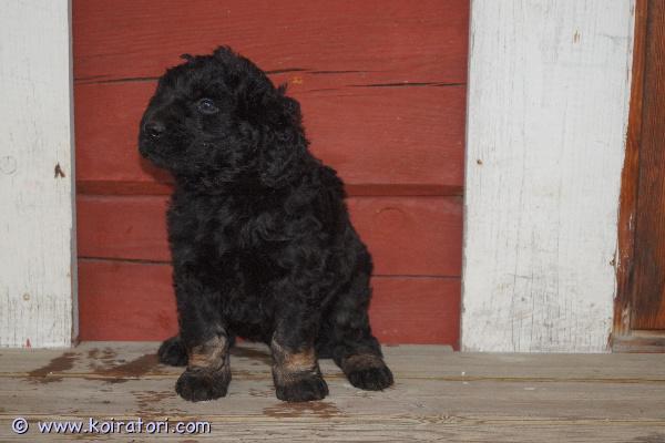 myydään Labradoodlepennut www.koiratori.com-ilmoitus 13.4.2026 Suomessa syntyneet labradoodlen urospennut vailla koteja. Pentujen emä on labradoodle, isä keskikokoinen villakoira, eli pennuissa on 3/4 villakoiraa ja 1/4 labradorinnoutajaa. Pennuista kasvaa arvion mukaan noin 15-18 kilon painoisia. Molemmat vanhemmat ovat todella hyväluonteisia, seurallisia ja helppoja koiria kaikin puolin. Molemmat tulevat mainiosti juttuun niin lasten kuin toisten koirienkin kanssa. Pennut on sosiaalistettu hyvin ja ne osaavat jo tehdä tarpeensa ulos. Eläinlääkäri on tarkastanut ja mikrosiruttanut pennut, minkä lisäksi ne luovutetaan rekisteröityinä ja useaan kertaan madotettuina. Pennut ovat jo valmiita uusiin koteihin sopivien kotien löydyttyä. Pennuille kasvaa trimmattava karva, joka ei irtoa itsestään. Yhdistelmää pidetään allergiaystävällisenä.Pennun hinta on 1 800 €, josta varausmaksu on 400 €. Varausmaksua ei palauteta ostajan peruessa kaupan.Kasvatustoimintamme on yritysmuotoista, joten turvanasi on kuluttajansuoja. Kotisivuillamme on lisätietoja ja kuvia pennuista sekä tietoa yrityksestämme ja ohjeita pennun varaamiseen.Tervetuloa tutustumaan pentuihin ja vanhempiin!