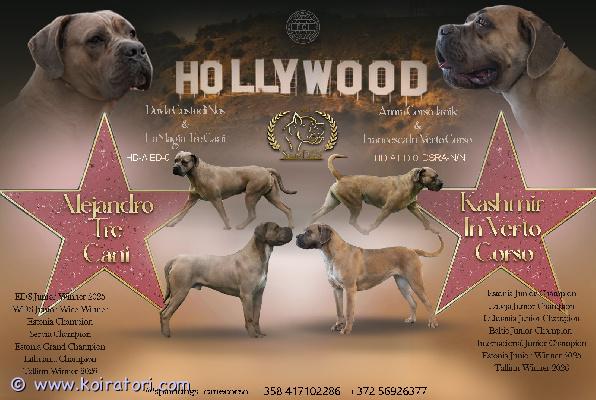 MYYDääN canecorso www.koiratori.com-ilmoitus Kennelissämme syntyi 14.6 pentue joista vielä varattavissa muutama pentu.vanhemmat terveystutkittuja ja molemmilla huippuluokan kansainväliset näyttelytulokset sekä täyden 10 luonne.molemmat vanhemmat myös nähtävissä kennelissämme.pennut rekisteröidään eestin kennelliittoon ja luovutushetkellä on ne eläinlääkärin tarkastamat,useasti madotetut ja iänmukaisesti rokotettuja.mukaan kattava pentupaketti,sekä kasvattajan loppuelämän tuki.uudelta kodilta odotamme rodun tuntemusta/tutustumista rotuun ennen hankinta päätöstä.osamaksu mahdollinen.lisätietoja mielellään puhelimitse tai whatsapp +37255628699 (puhun suomea)