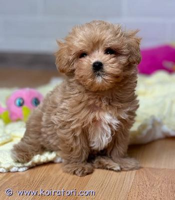 myydään maltipoo-pentuja www.koiratori.com-ilmoitus Meillä on nyt myytävänä superihania pentuja. Niin lempeitä ja hellyydenkipeitä. Meillä on jäljellä yksi uros ja yksi naaras. Tämä on loistava rotu lapsiperheille. Pentumme ovat todella innokkaita leikkimään lasten ja muiden lemmikkien kanssa. Ne ovat kaikki terveitä, rokotettuja, pottakoulutettuja ja osaavat käyttää vessaa. Ota yhteyttä saadaksesi lisätietoja, kuvia ja toimitusohjeet.