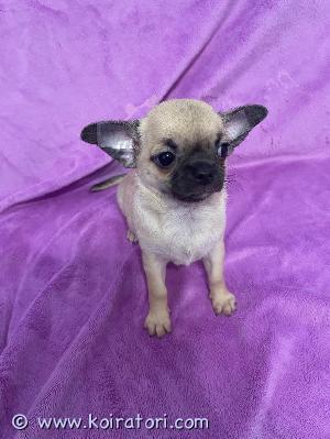 MYYDääN chihuahua www.koiratori.com-ilmoitus Smooth-haired chihuahua girl. Fawn color. Born on august 20. Has europass. Chip, vaccination by age, purchase and sale agreement. Puppy weight at 2 months 1150 grams. Delivery to helsinki lancisatam is possible for an additional fee. 