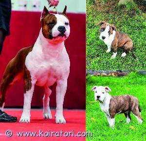MYYDääN amerikanstaffordshirenterrieri www.koiratori.com-ilmoitus Date of birth: 22.06.2021
american staffordshire terrier puppies. Male and female. Puppies are dewormed, fully vaccinated with fci pedigree and ready for new home. They have very good temperament, strong bones and good pigmentation.
parents are health tested. Ncl-a clear. Father is international dogshow winner, multi champion. Mother is junior and adult champion.
male - 1200€
female - 1500€

sales contract.
shipping available by agreement.