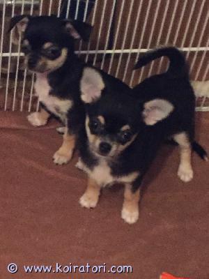 MYYDääN chihuhua www.koiratori.com-ilmoitus For sale 2 wonderful puppies of the chihuahua breed from the famous kennel baltic delight. Male and female, color black and tan. Puppies are healthy, vaccinated, registered in the estonian kennel club. Additional info on our website: www. Chihua. Ee