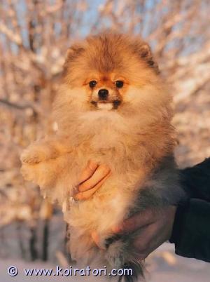 MYYDääN pomeranian www.koiratori.com-ilmoitus Tarjoamme upean pomeranian-pojan. Väri oranssi. Pienikokoinen (paino tähän mennessä 1,2 kg.), 3,5 kk, täydellinen asiakirjapaketti, täysin rokotettu.

rotu on erittäin helposti koulutettavissa, älykäs, yhteistyö- ja kontaktinhaluinen. Pomeranian kiintyy erittäin lujasti omiin ihmisiin. Se pysyy yleensä omassa kotipiirissään, eikä ole taipumusta lähteä yksin vaeltelemaan.


