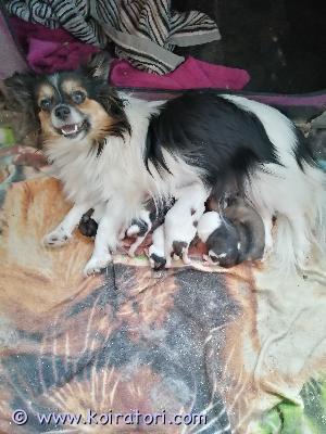 MYYDääN sekarotuinen www.koiratori.com-ilmoitus Chihuahuan/pomeranian/papillonin pentueesta vielä 1 ruskea-valkoinen uros varaamatta
synt.7.4. Luovutus 3.6.
molemmat 3 kg kokoiset vanhemmat nähtävillä. 
madotukset, sirutus ja eläinlääkärin tarkastus
300,- maksetaan varausmaksuja ja loput 1000,- luovutuksessa