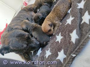 MYYDääN staffi www.koiratori.com-ilmoitus Meille syntyi 15.4. Ihana pieni pentue . Yksi tyttö ja kolme poikaa. Pentujen emä on staffordshirebullterrieri ja isä on pitbull . Pennut ovat luovutusiässä 3.6, jolloin pennut ovat 7 viikon ikäisiä. Otan pennuista varausmaksua 150eur joka vähennetään kauppa summasta pentua hakiessa.ennen luovutusta pennut sirutetaan, ja tehdään eläinlääkäri tarkastus,josta jokainen pentu saa oman todistuksen. Olethan miettinyt tarkasti pennun hankkimista ja siihen sitoutumista. Ota yhteyttä ja kerro minkälainen koti sinulla olisi tarjota pennulle. Pentuja ei rekisteröidä koska ovat mixejä. Pennut myös madotetaan 3x ennen luovutusta.