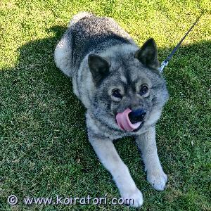 MYYDääN harmaanorjanhirvikoira www.koiratori.com-ilmoitus Olen nero 6-vuotias harmaa norjanhirvikoira. Olen erittäin hyvä luonteinen ja lapsirakas. Minut on rokotettu, rekisteröity ja olen leikkaamaton. Etsin hyvää uutta kotia mieluiten maaseudelle, isäntäni lähtiessä opiskelemaan. Olen tottunut olemaan ulkona tarhassa (joka tulee minun mukaani, jos on tarvetta) isäntäni haluaisi minusta 600 eur, joka hänen mielestään takaisi minulle hyvän kodin.