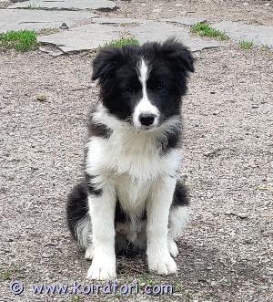 MYYDääN bordercollie www.koiratori.com-ilmoitus Juuri sitä oikeaa kotia etsii vielä aivan valloittava aktiivinen pusuja rakastava bordercollie poika (synt. 24.1).kerrothan heti ekassa viestissäsi perheestäsi ja millaisen kodin voit tarjota pennulle, mitä olette ajatelleet harrastaa, missä päin asutte yms.ensisijaisesti kodit etsitään lähialueilta (max. 100-150km helsingistä tai porvoosta (mutta tapauskohtaisesti voimme harkita muitakin vaihtoehtoja kuitenkin nekin järkevän matkan päästä)pennut kasvavat maalla, porvoon hollilla.vain aktiiviseen ja harrastuksista kiinnostuneiseen perheeseen. Kisatavoite edes yhdessä lajissa plussaa, muttei välttämätöntä. Näyttelyt eivät saa olla täysin poissuljettuja (kehään en pakota, tämä kuitenkin edellyttää että koiran pitää irtautua omistajasta vieraan/esittäjän mukaan), sillä toivon näkevän kasvattejani aina välillä/sovitusti myös kehissä. Opastan mielelläni näyttelyharrastukseen.pentu luovutetaan rekisteröitynä, ell.tarkastettuna, useamman kerran madotettuna, (varhais)rokotettuna, silmäpeilattuna, sosiaalistettuna sekä runsaan pentupaketin ja kasvattajien tuen kera. molemmat vanhemmat ovat mukavia, avoimia ja tutkitusti terveitä koiria.isä harrastaa menestyksekkäästi näyttelyitä, emä treenaa tokoa ja jälkeä.lisätietoja pennusta ja kuvia vanhemmista sähköpostilla.