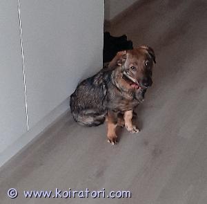 MYYDääN sekarotuinen www.koiratori.com-ilmoitus Pienikokoinen russeli-mix. Narttupentu on puolivuotias. Emä nähtävillä, on oman koiramme pentu. Terve on.