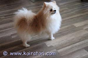 MYYDääN saksanpystykorva www.koiratori.com-ilmoitus Etsitään hyvää kotia 11 kk saksanpystykorva/german spitz urospennulle. Ihana ja hyväluonteinen, todella reipas ja aktiivinen, hyvä seurakoira. On tottunut toisiin koiriin. Koira on madotettu, rokotettu, mikrosirutettu ja eu-passi mukana. Ei osamaksua, kiitos.
