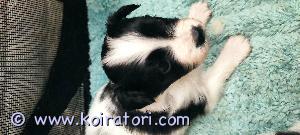 MYYDääN perhoskoiramix www.koiratori.com-ilmoitus Suloiset perhoskoiran pennut etsivät omaa kotia, luovutus n.25.7. Pentujen emä on puhdadrotuinen ja isä on perhosmix, chihua suvussa. Tällä hetkellä kuitenkin näyttävät perhosilta. Aikuisena 4-6kg, oppivaisia viisaita ja vilkkaita koiria.