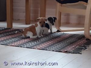 MYYDääN jackrussell www.koiratori.com-ilmoitus Myydään jackrussellinterrierin sileäkarvaiset narttu pennut ,synt. 15.06.2022 ,ei rekisteröity .pennut ovat 8 vko vanhat ja luovutusikäiset .pennut ovat madotettu  ja luovutetaan eläinläkärin tarkastamina