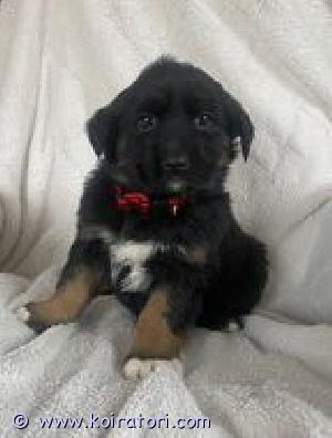 MYYDääN sekarotuisia www.koiratori.com-ilmoitus Emo Berninpaimenkoira ja isä on Rottweileri. Pennut 8 viikoisia, 3 urosta ja 1 narttu. Whatsappi käytössä 0414892910