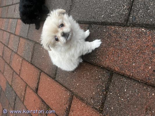 myydään pomeraniamix www.koiratori.com-ilmoitus Kahden pennun pentueesta vielä vaalea tyttö etsii rakastavas kotia. Tytöt ovat syntyneet 13.9.2025. Pennut myydään eläinlääkärin tarkasteltuina ja sirutettuina, sekä säännöllisesti madotettuina. Uusi omistaja rokotuttaa pennun 12 viikkoisena, jonka jälkeen rokotusohjelman mukaan. Luovutus alkaen 8.11.2025, jolloin pennut ovat 8viikkoisia.
pennut ovat suomessa syntyneitä sekä myös vanhemmat.
myydään hyviin koteihin.
hinta 1200€ ei osamaksu mahdollisuutta!
Kerrothan millainen koti sinulla olisi tytölle tarjota. Myymme tytön ainoastaan hyvään kotiin myydään pomeraniamix www.koiratori.com-ilmoitus Kahden pennun pentueesta vielä vaalea tyttö etsii rakastavas kotia. Tytöt ovat syntyneet 13.9.2025. Pennut myydään eläinlääkärin tarkasteltuina ja sirutettuina, sekä säännöllisesti madotettuina. Uusi omistaja rokotuttaa pennun 12 viikkoisena, jonka jälkeen rokotusohjelman mukaan. Luovutus alkaen 8.11.2025, jolloin pennut ovat 8viikkoisia.
pennut ovat suomessa syntyneitä sekä myös vanhemmat.
myydään hyviin koteihin.
hinta 1200€ ei osamaksu mahdollisuutta!
Kerrothan millainen koti sinulla olisi tytölle tarjota. Myymme tytön ainoastaan hyvään kotiin