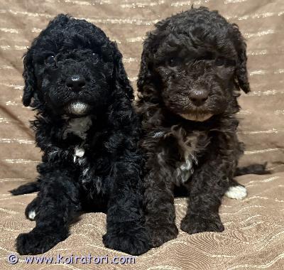 myydään labradoodle www.koiratori.com-ilmoitus Nyt on mahdollisuus varata kiharaturkkisia Finnish Labradoodle pentuja joiden turkista odotetaan hoidettuna irtoamatona ja trimattavaa.
Pennuille etsitään parhaat mahdolliset kodit ja pentuja sekä emää mahdollista tulla tapaamaan.
Ennen luovutusta pennut ovat asiaan kuuluvasti madotettu usein sekä eläinlääkärintarkastus sekä mikrosirutus suoritettu.
Uuteen kotiin luov sopimuksen mukaan alk. 28.11.2025
Vanhemmat ovat todella hyvän luonteen omaavia sekä terveystarkastettuja ja emä on useamman sukupolven kasvattajan omaa linjaa.
Emä:
lonkat: A/A, kyynäreet: 0/0 ja silmät terveet
Isä:
lonkat: B/B , kyynäreet: 0/0 , polvet: 0/0 ja silmät teveet
Pennun mukana tulee pieni pentu paketti jossa esim tuttua ruokaa,
laajat ohjeet myös jatkoon madotus sekä rokotus ohjeet, pentueen oma FB ryhmä ja kasvattajan tuki ja ohjeet myös jatkossa tarvittaessa.
Pentu saa myös oman sukupuun sekä eläinlääkärintarkastuksesta todistuksen mukaansa.
Finnish Labradoodle on oivallinen perhe koira joka soveltuu monenlaiseen perheeseen ja asuin ympäristöön.
Lisätietoja saa kasvattajalta ja muistathan kertoa millaiseen kotiin pentua etsitään.
myydään labradoodle www.koiratori.com-ilmoitus Nyt on mahdollisuus varata kiharaturkkisia Finnish Labradoodle pentuja joiden turkista odotetaan hoidettuna irtoamatona ja trimattavaa.
Pennuille etsitään parhaat mahdolliset kodit ja pentuja sekä emää mahdollista tulla tapaamaan.
Ennen luovutusta pennut ovat asiaan kuuluvasti madotettu usein sekä eläinlääkärintarkastus sekä mikrosirutus suoritettu.
Uuteen kotiin luov sopimuksen mukaan alk. 28.11.2025
Vanhemmat ovat todella hyvän luonteen omaavia sekä terveystarkastettuja ja emä on useamman sukupolven kasvattajan omaa linjaa.
Emä:
lonkat: A/A, kyynäreet: 0/0 ja silmät terveet
Isä:
lonkat: B/B , kyynäreet: 0/0 , polvet: 0/0 ja silmät teveet
Pennun mukana tulee pieni pentu paketti jossa esim tuttua ruokaa,
laajat ohjeet myös jatkoon madotus sekä rokotus ohjeet, pentueen oma FB ryhmä ja kasvattajan tuki ja ohjeet myös jatkossa tarvittaessa.
Pentu saa myös oman sukupuun sekä eläinlääkärintarkastuksesta todistuksen mukaansa.
Finnish Labradoodle on oivallinen perhe koira joka soveltuu monenlaiseen perheeseen ja asuin ympäristöön.
Lisätietoja saa kasvattajalta ja muistathan kertoa millaiseen kotiin pentua etsitään.