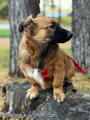 myydään sekarotu www.koiratori.com-ilmoitus Uutta perhettä etsii 7 kk
Maria tyttö ja hänen veli .
Synt.16.03.2025.
Täysin terve
Maria on luonteeltaan erittäin kiltti ja tottelevainen tyttö. Hän tykkää kovasti niin muista koirista kuin kaikista ihmisistä.
. On hyvin lempeä ja kaikki hoitotoimenpiteet, matkustaminen jne. sujuu mutkattomasti. Todella helppo perheenjäsen siis, joka nauttii perheen seurassa oleilusta, rapsutuksista ja kaikesta yhdessä tekemisestä. Maria on sisäsiisti. Syntynyt ja asuu samassa talossa 0-7 kk asti.
Maria on terve( valvontaeläinlääkäri kävi tällä viikolla), ei ole allergioita eikä herkkyyksiä. On rokotettu, madotettu, sirutettu ja rekisteröity.
Sopii helpon luonteensa puolesta niin ensikoiraksi kuin kokeneempaankin perheeseen mukavaksi harrastuskaveriksi, lenkkiseuraksi ja koko perheen rakastetuksi perheenjäseneksi.
Laitan mielelläni Mariasta lisätietoja vaikka whatsappin kautta. Myös kuvia ja videoita löytyy.
. Syntymämaa- Latvia
video -wa +358 40 - 3200116 Marian veli kin etsii kotia. En luovuttaa koira pentutehdakseen . myydään sekarotu www.koiratori.com-ilmoitus Uutta perhettä etsii 7 kk
Maria tyttö ja hänen veli .
Synt.16.03.2025.
Täysin terve
Maria on luonteeltaan erittäin kiltti ja tottelevainen tyttö. Hän tykkää kovasti niin muista koirista kuin kaikista ihmisistä.
. On hyvin lempeä ja kaikki hoitotoimenpiteet, matkustaminen jne. sujuu mutkattomasti. Todella helppo perheenjäsen siis, joka nauttii perheen seurassa oleilusta, rapsutuksista ja kaikesta yhdessä tekemisestä. Maria on sisäsiisti. Syntynyt ja asuu samassa talossa 0-7 kk asti.
Maria on terve( valvontaeläinlääkäri kävi tällä viikolla), ei ole allergioita eikä herkkyyksiä. On rokotettu, madotettu, sirutettu ja rekisteröity.
Sopii helpon luonteensa puolesta niin ensikoiraksi kuin kokeneempaankin perheeseen mukavaksi harrastuskaveriksi, lenkkiseuraksi ja koko perheen rakastetuksi perheenjäseneksi.
Laitan mielelläni Mariasta lisätietoja vaikka whatsappin kautta. Myös kuvia ja videoita löytyy.
. Syntymämaa- Latvia
video -wa +358 40 - 3200116 Marian veli kin etsii kotia. En luovuttaa koira pentutehdakseen .